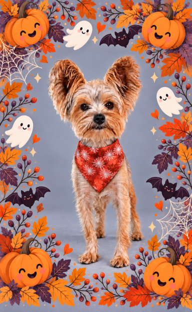 Halloween Spider Webs Scrunchie Bandana