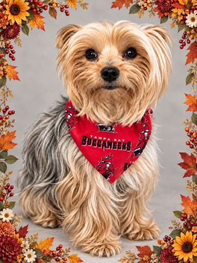 Tampa Bay Buccaneers Scrunchie Dog Bandana (NFL Collection)