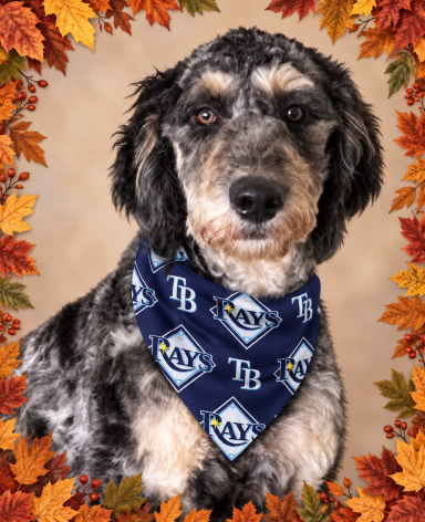Tampa Bay Lighting Scrunchie Dog Bandana